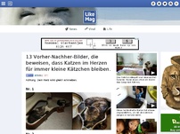 Bild zum Artikel: 13 Vorher-Nachher-Bilder, die beweisen, dass Katzen im Herzen für immer kleine Kätzchen bleiben.