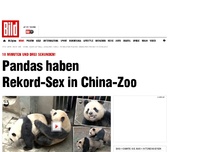 Bild zum Artikel: Über 18 Minuten! - Pandas haben  Rekord-Sex in China-Zoo