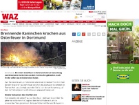 Bild zum Artikel: Brennende Kaninchen krochen aus Osterfeuer in Dortmund