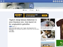 Bild zum Artikel: Täglich steigt dieses Kätzchen in eine Glasbox rein. Und damit ist ihr unglaublich geholfen.