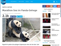 Bild zum Artikel: Marathon-Sex im Panda-Gehege