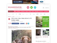 Bild zum Artikel: Baby-Elefant trifft Mutter nach jahrelanger Trennung wieder