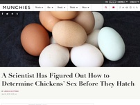 Bild zum Artikel: A Scientist Has Figured Out How to Determine Chickens’ Sex Before They Hatch