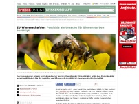 Bild zum Artikel: EU-Wissenschaftler: Pestizide als Ursache für Bienensterben bestätigt