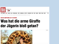 Bild zum Artikel: Shitstorm auf Facebook - Was hat die arme Giraffe der Jägerin bloß getan?