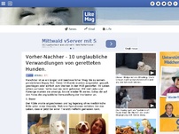 Bild zum Artikel: Vorher-Nachher - 10 unglaubliche Verwandlungen von geretteten Hunden.