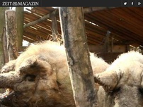 Bild zum Artikel: Hausschlachtung: 
  Wir schlachten ein Schwein