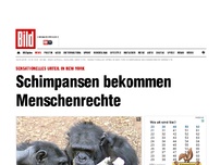 Bild zum Artikel: Sensationelles Urteil - Schimpansen bekommen Menschenrechte