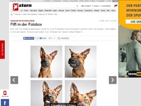 Bild zum Artikel: Fotoprojekt für herrenlose Hunde: Fiffi in der Fotobox