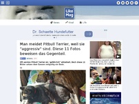 Bild zum Artikel: Man meidet Pitbull Terrier, weil sie 'aggressiv' sind. Diese 11 Fotos beweisen das Gegenteil.