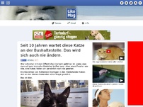 Bild zum Artikel: Seit 10 Jahren wartet diese Katze an der Bushaltestelle. Das wird sich auch nie ändern.