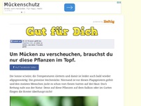 Bild zum Artikel: Um Mücken zu verscheuchen, brauchst du nur diese Pflanzen im Topf.