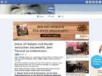 Bild zum Artikel: Diese 24 Katzen und Hunde, versuchen verzweifelt dem Tierarzt zu entkommen.