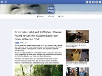 Bild zum Artikel: Er ist ein Held auf 4 Pfoten: Dieser Hund rettet ein Katzenbaby vor dem sicheren Tod.