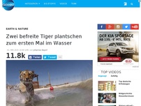 Bild zum Artikel: Zwei befreite Tiger plantschen zum ersten Mal im Wasser