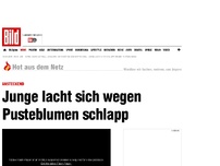 Bild zum Artikel: Ansteckend! - Junge lacht sich wegen Pusteblumen schlapp