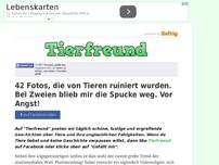 Bild zum Artikel: 42 Fotos, die von Tieren ruiniert wurden. Bei Zweien blieb mir die Spucke weg. Vor Angst!