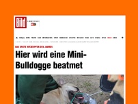 Bild zum Artikel: Erstes Hitzeopfer - Hier wird eine Mini-Bulldogge beatmet