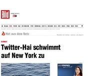 Bild zum Artikel: AuHAIa! - Twitter-Hai schwimmt auf New York zu