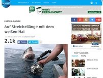 Bild zum Artikel: Auf Streichellänge mit dem weißen Hai