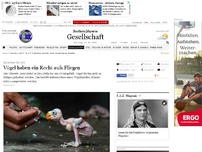 Bild zum Artikel: Indisches Gericht: Auch Vögel haben Rechte