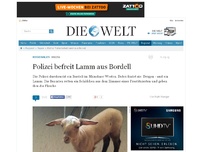 Bild zum Artikel: Razzia: Polizei befreit Lamm aus Bordell