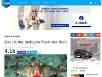 Bild zum Artikel: Das ist der lustigste Fisch der Welt