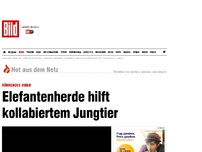 Bild zum Artikel: Rührendes Video - Elefantenherde hilft kollabiertem Jungtier