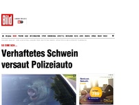 Bild zum Artikel: So eine Sch… - Verhaftetes Schwein versaut Polizeiauto