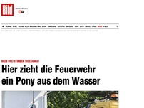 Bild zum Artikel: Nur leicht verletzt - Feuerwehr zieht Pony aus Zisterne