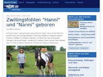 Bild zum Artikel: Zwillingsfohlen 'Hanni' und 'Nanni' geboren