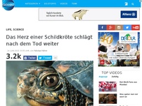 Bild zum Artikel: Das Herz einer Schildkröte schlägt nach dem Tod weiter