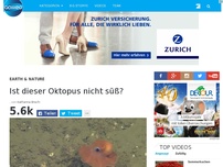 Bild zum Artikel: Ist dieser Oktopus nicht süß?