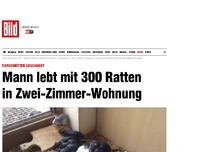 Bild zum Artikel: Tierschützer geschockt! - Mann lebt mit 300 Ratten in Wohnung