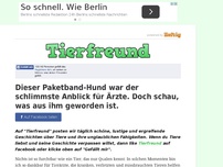 Bild zum Artikel: Dieser Paketband-Hund war der schlimmste Anblick für Ärzte. Doch schau, was aus ihm geworden ist.