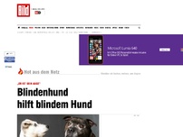 Bild zum Artikel: „Er ist sein Auge“ - Blindenhund für blinden Hund