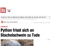 Bild zum Artikel: Tödliche Gier - Python frisst sich an Stachelschwein zu Tode