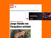 Bild zum Artikel: Mit Steinen beschwert - Junge Hündin von Tierquälern ertränkt