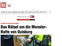 Bild zum Artikel: *** BILDplus Inhalt *** Groß wie ein Dackel - Rätsel um Monster- Ratte von Duisburg