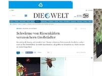 Bild zum Artikel: Invasion im Grünen: Schwärme von Riesenkäfern verunsichern Großstädter