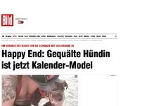 Bild zum Artikel: Zugeklebte Schnauze - Happy End für Hündin Caitlyn!