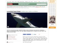 Bild zum Artikel: Lockmittel Death Metal: Weiße Haie lieben es düster