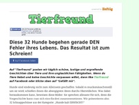 Bild zum Artikel: Diese 32 Hunde begehen gerade DEN Fehler ihres Lebens. Das Resultat ist zum Schreien!