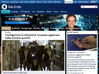 Bild zum Artikel: Vorschau: 
                        
                        Trächtige Kühe im Schlachthof: Tausende ungeborene Kälber ersticken qualvoll