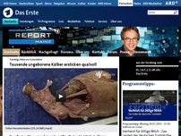 Bild zum Artikel: Bundeslandwirtschaftsminister will Schlachtung trächtiger Kühe verbieten