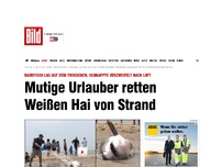 Bild zum Artikel: Verzweifelter Kampf - Mutige Urlauber retten Weißen Hai von Strand