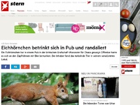 Bild zum Artikel: Eichhörnchen betrinkt sich in Pub und randaliert
