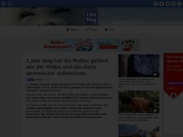 Bild zum Artikel: 1 Jahr lang hat die Mutter gefilmt, wie der Welpe und das Baby gemeinsam aufwachsen.