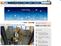 Bild zum Artikel: 'Umarmung' in der Todeszelle - 
Ein Foto rettete diesen Hunden das Leben