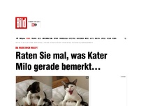 Bild zum Artikel: Da war doch was?! - Raten Sie mal, was Kater Milo gerade bemerkt …